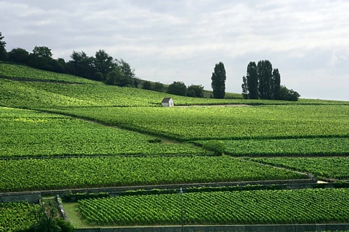 Corton Charlemagne
