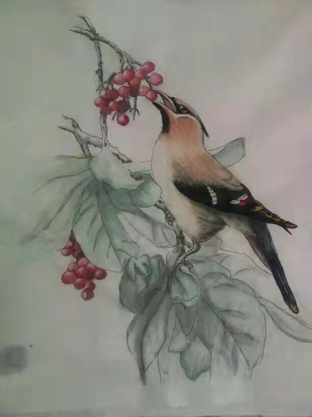 长寿鸟